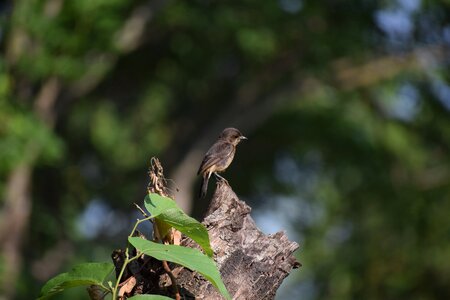 Bird animal