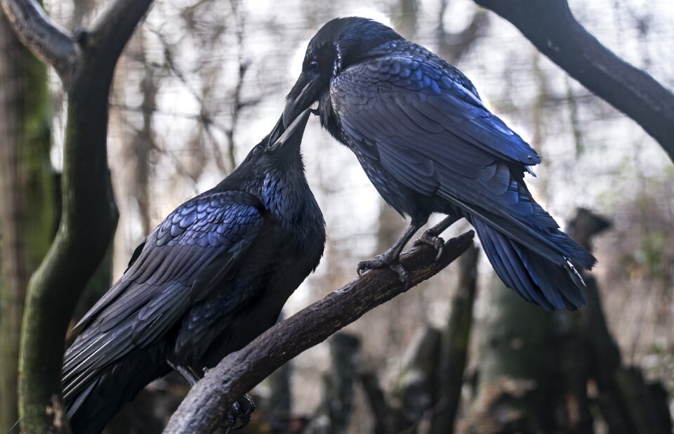 Bird birds pair