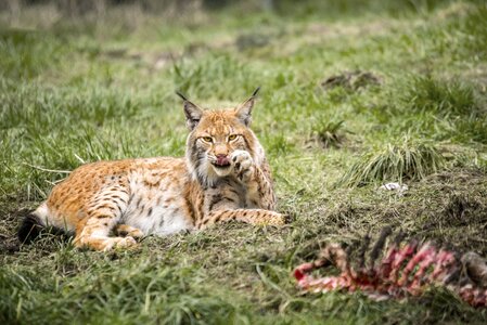 Wildcat animal portrait predator photo