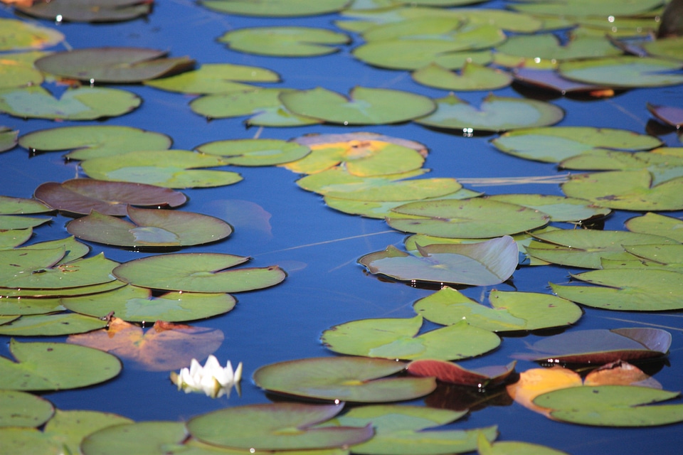 Plants aquatic leaves