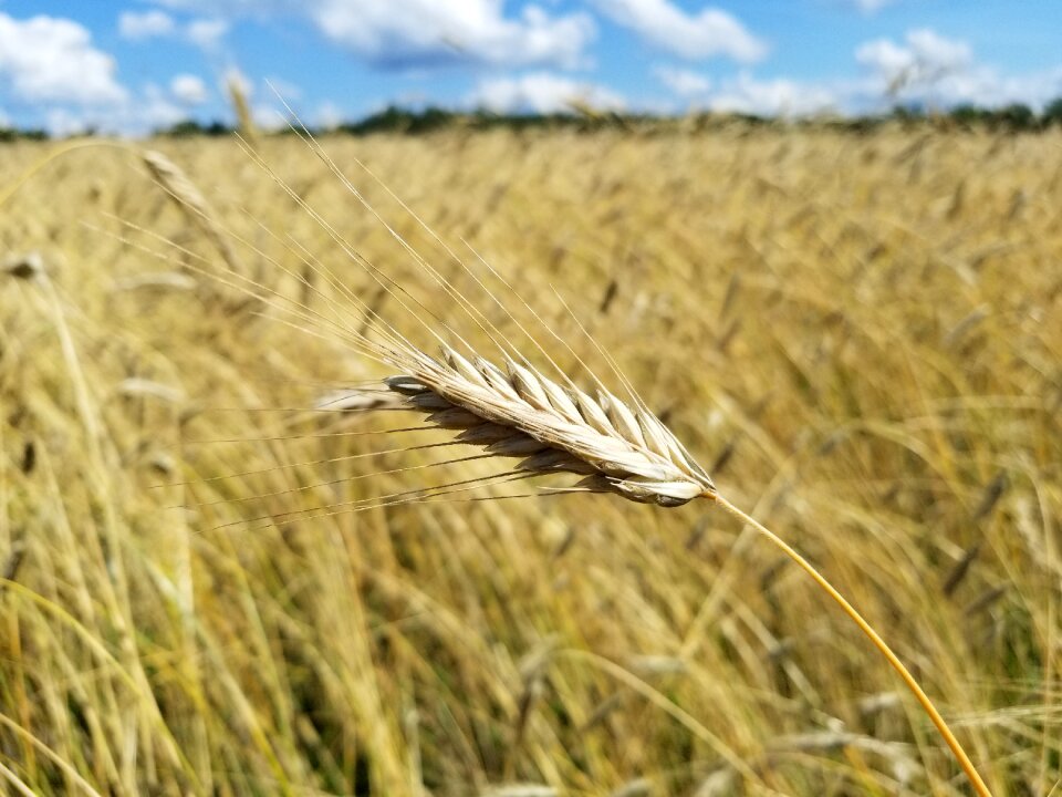 Farm farming chaff