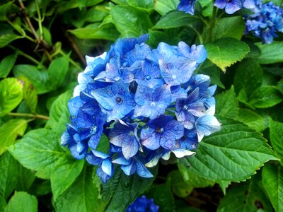 Plant floral blue photo