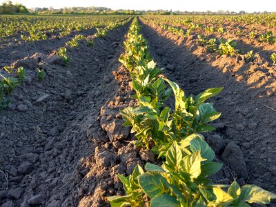 Field potatoes land