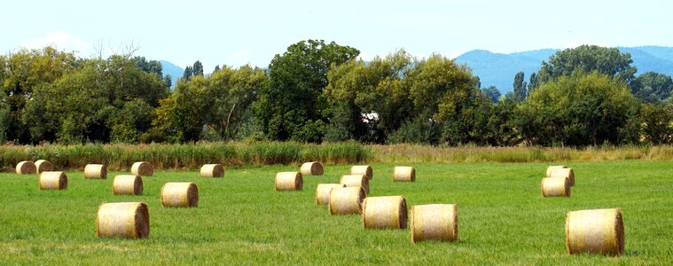 Rural summer hay bales