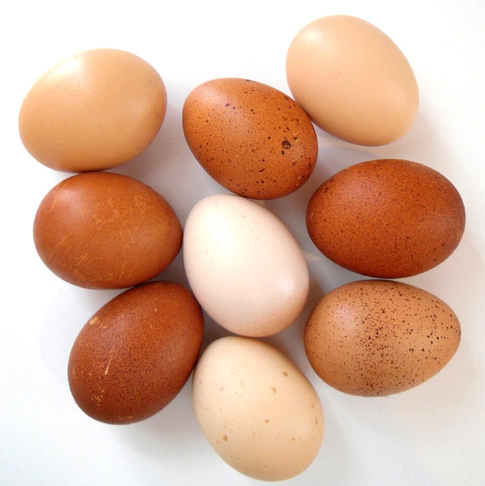 Organic poultry food