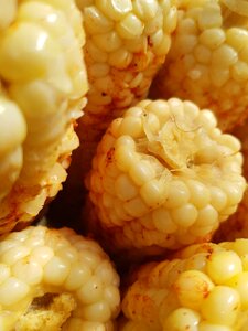 Agriculture steamed corn
