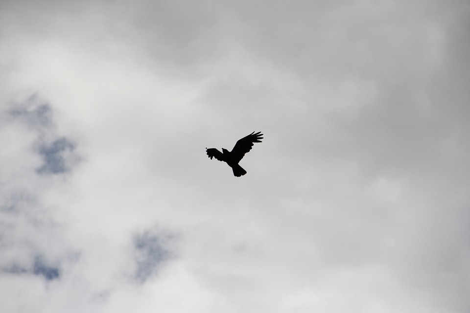 Sky silhouette black
