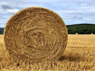 Field agriculture cereals