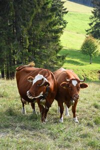 Black forest pasture agriculture photo