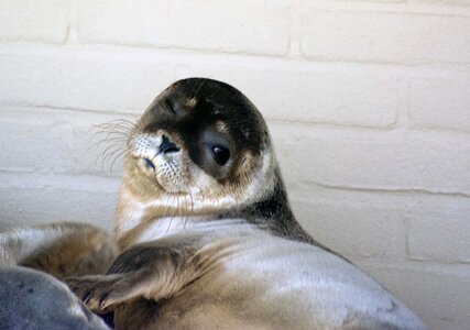 Close up seal sanctuary baby photo