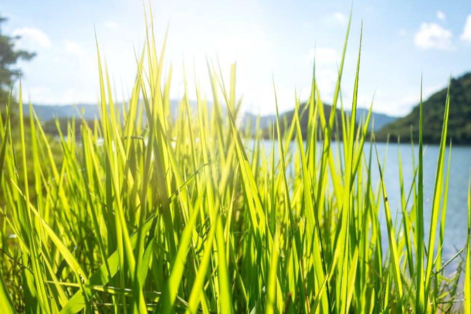 Green sunshine growth