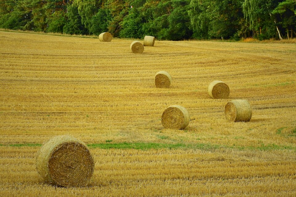 Field summer landscape