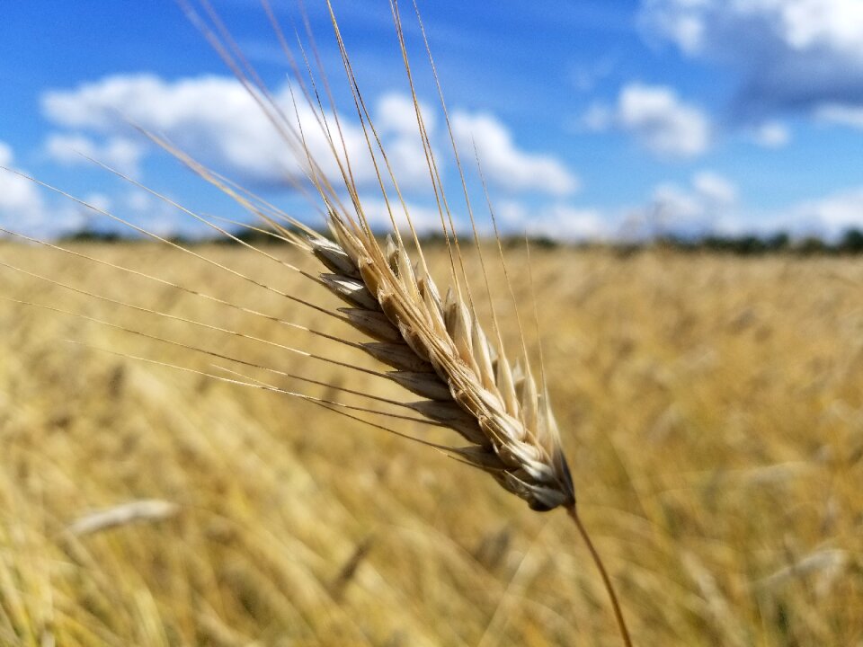 Farm farmlands country