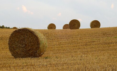 Harvest field landscape photo