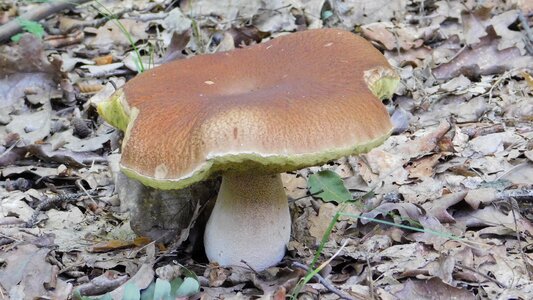 Edible fresh brown