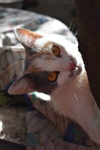 Feline animals kitten