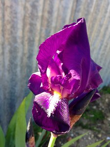 Iris blossom photo