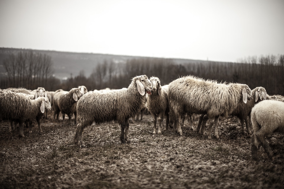 Herd agriculture farm