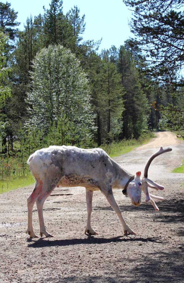 Animal horns