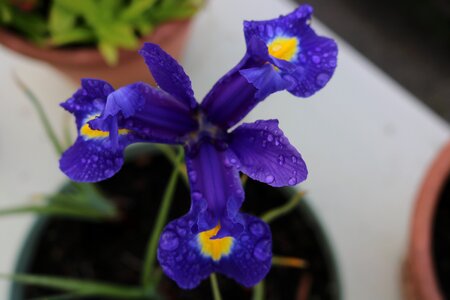 Blue drops