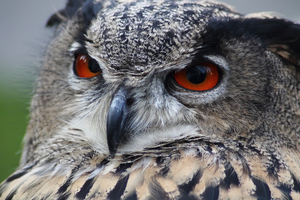 Bird animal nocturnal