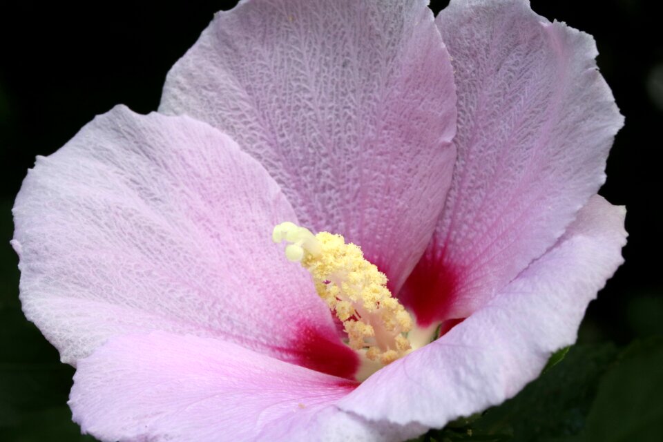 Plants nature pink