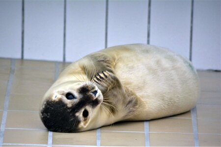 Close up seal sanctuary baby