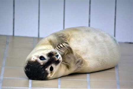 Close up seal sanctuary baby photo