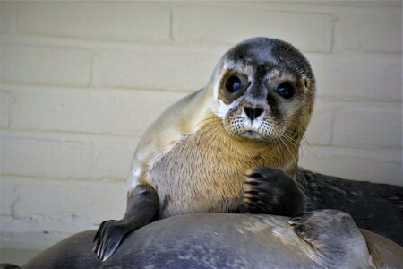 Close up seal sanctuary baby photo