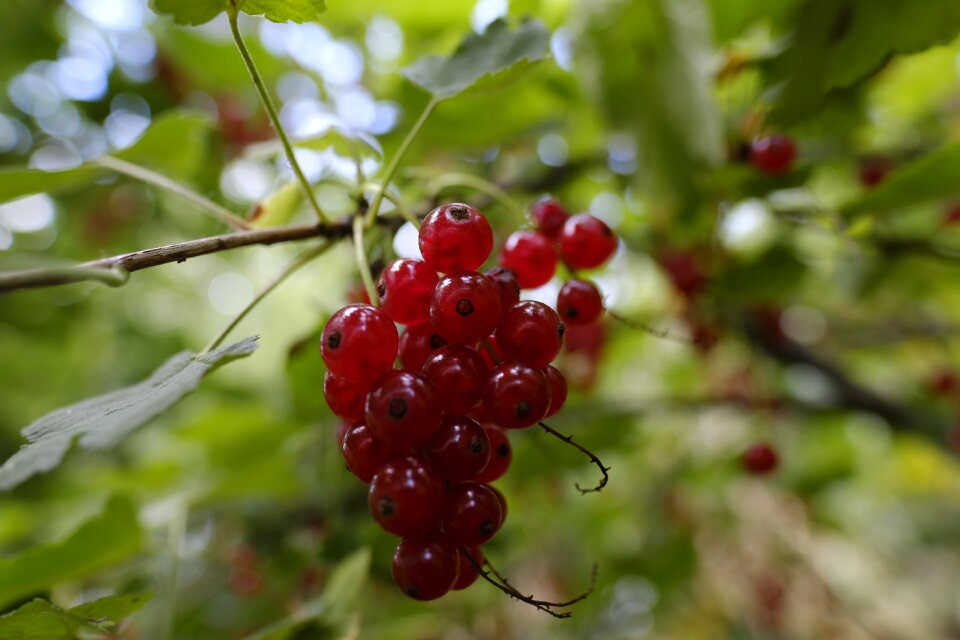 Berries dessert vitamins