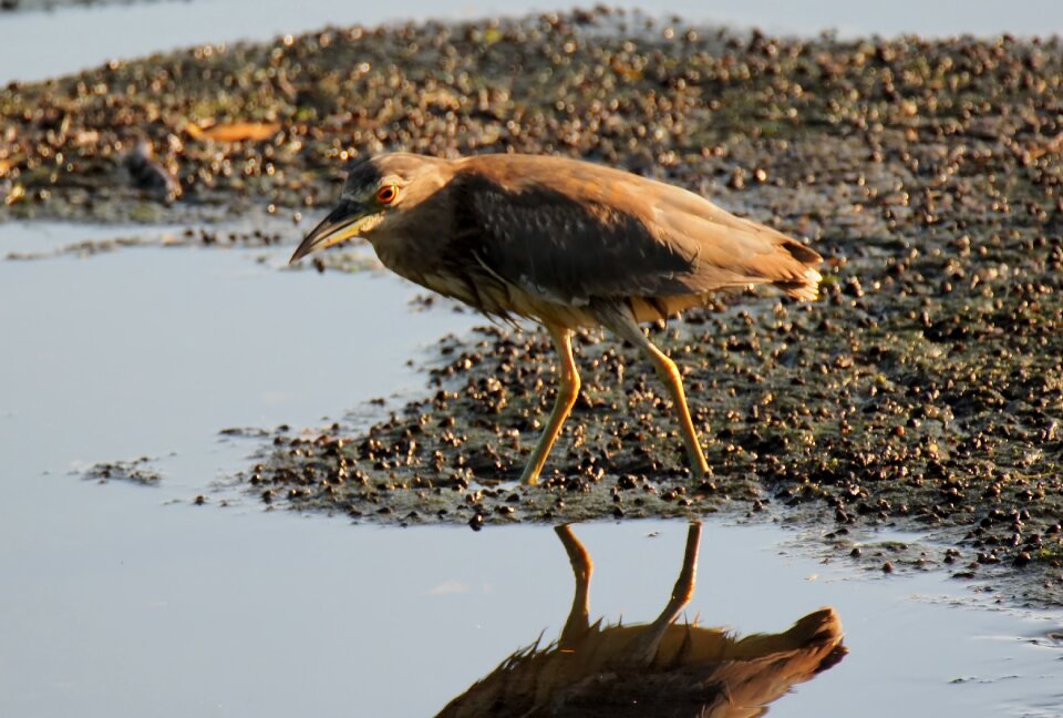 Natural nature bird