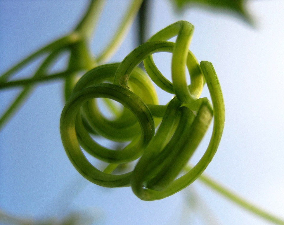 Plant green circles