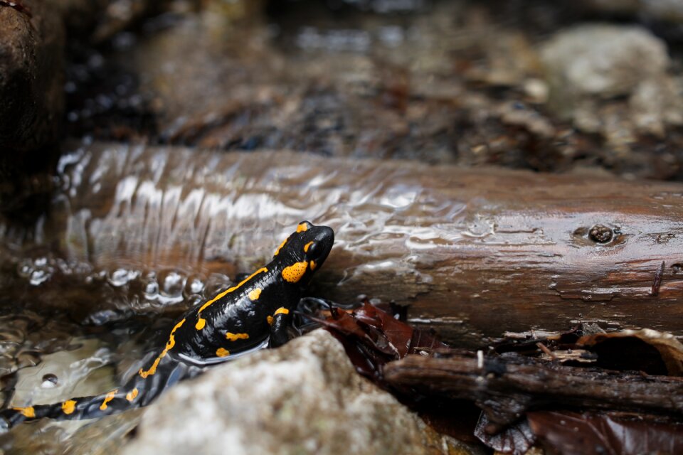 Climb reptile animal photo