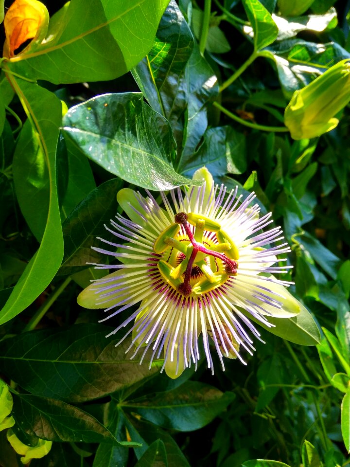 Plants nature passion-flower