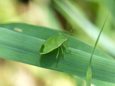 Bernat pudent leaf i pentatomid