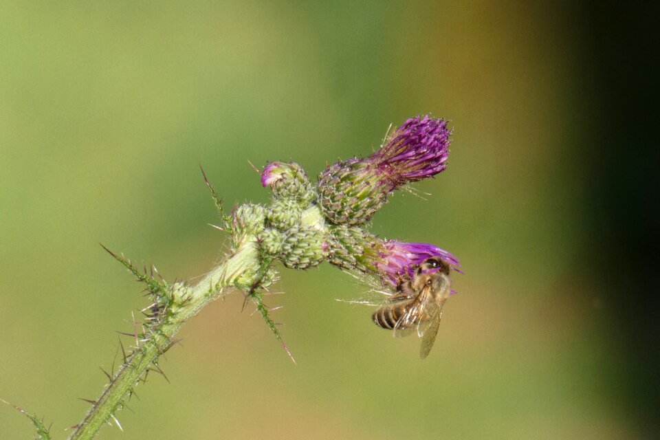Nature summer bloom