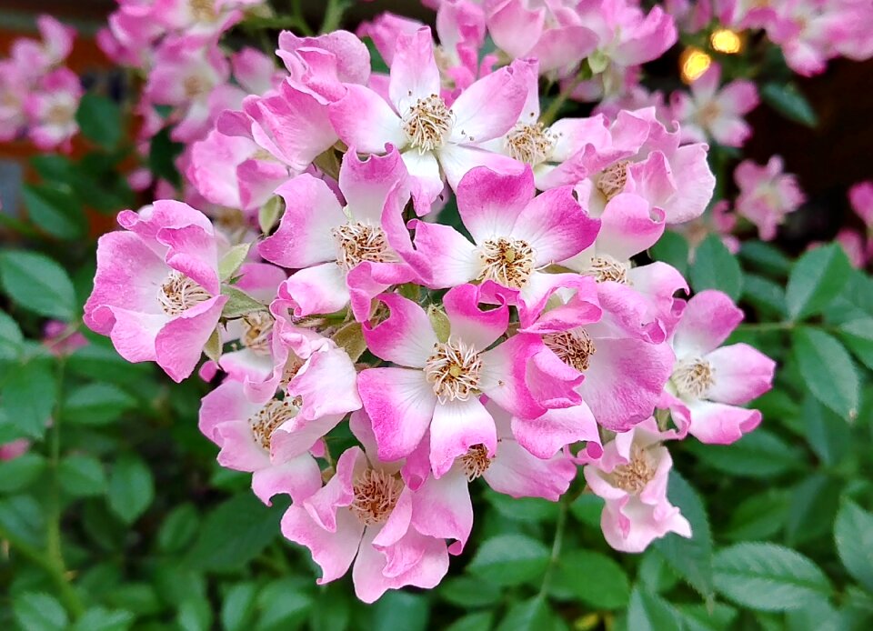 Cream pink beautiful sejong city