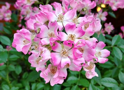 Cream pink beautiful sejong city
