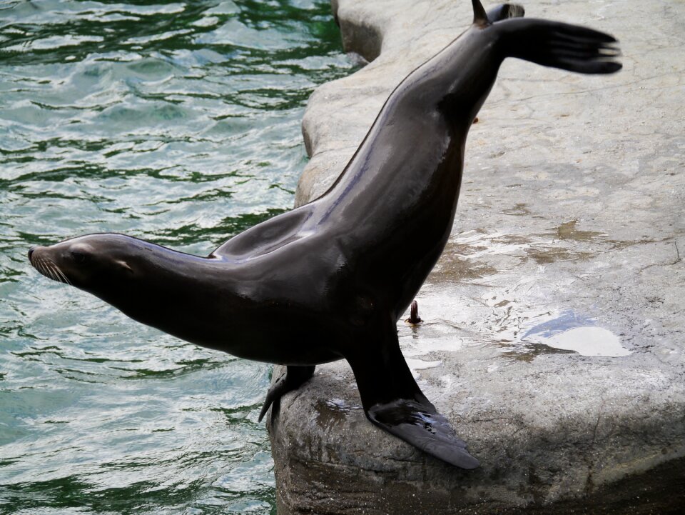 Robbe marine life seerobbe