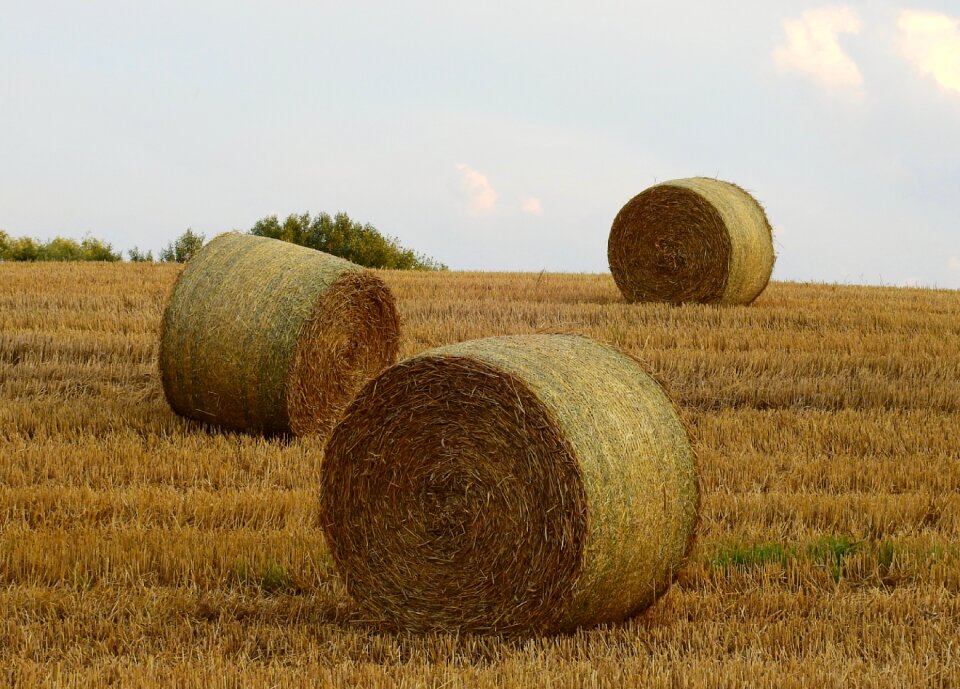 Summer landscape straw