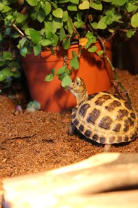 Tortoise cute shell photo