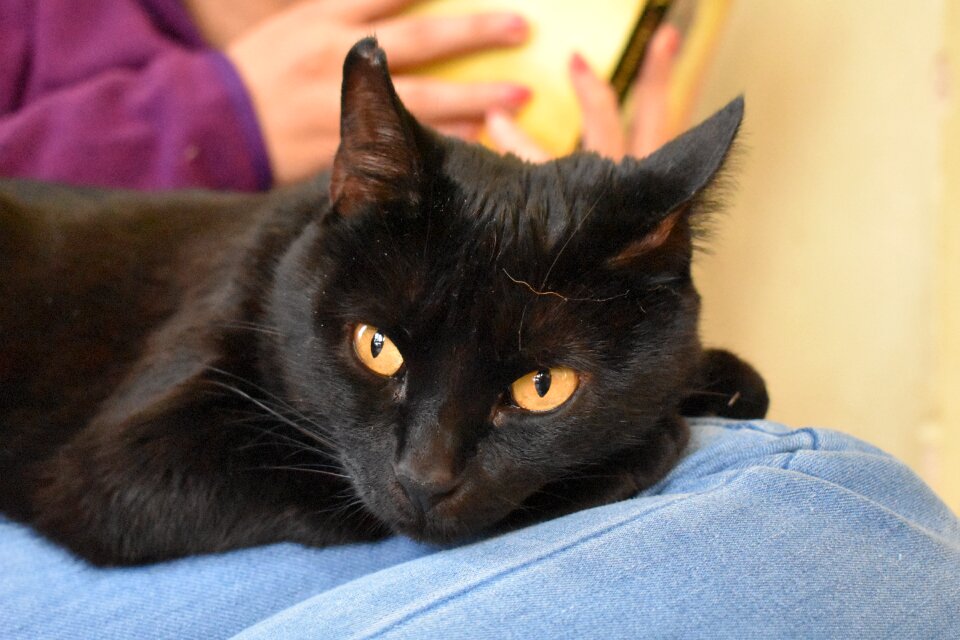 Feline animals kitten