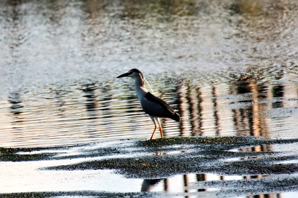 Heron animal nature