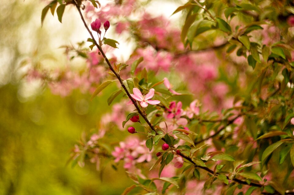 Pink beauty colorful