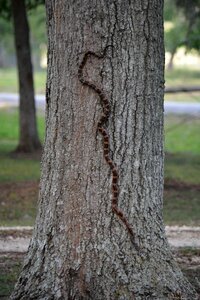 Wildlife nature scale