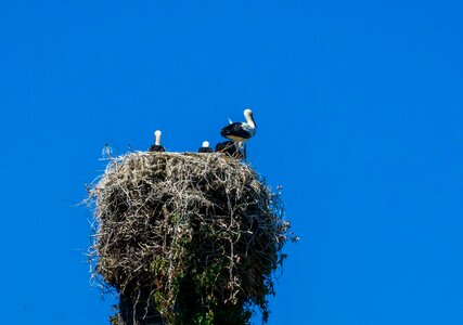 Storks rattle stork bill photo