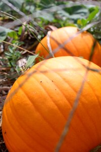 Summer pumpkin orange