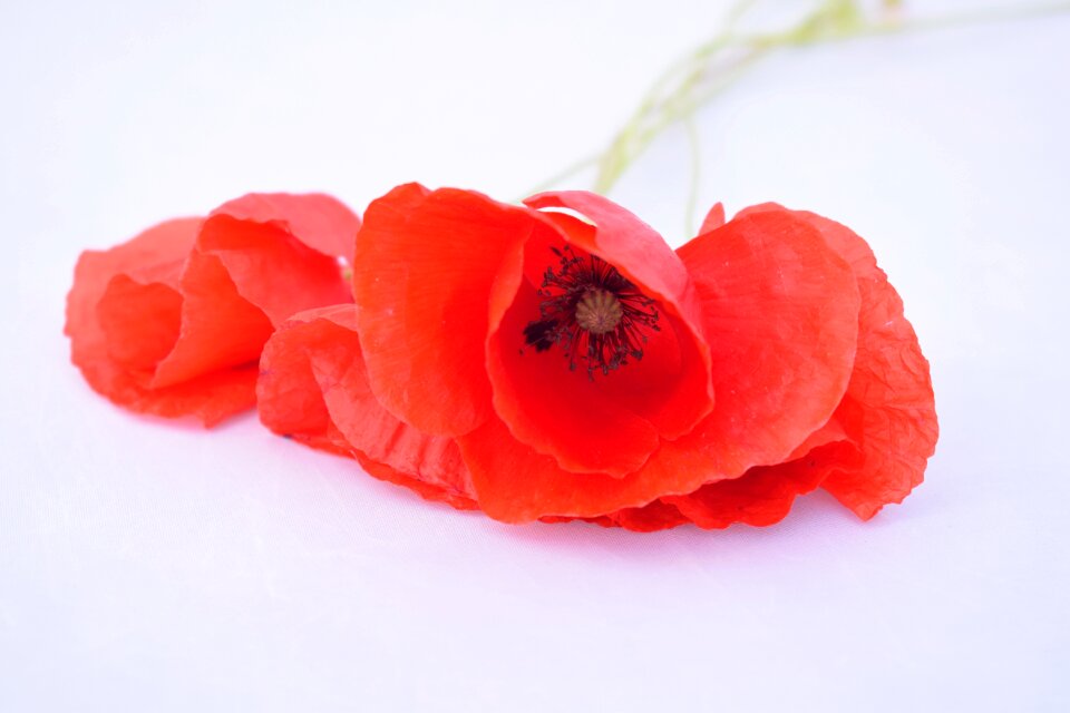 Red white background