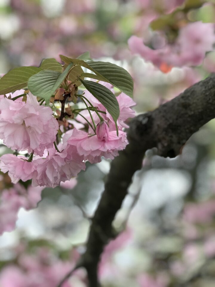 Japan flower bloom