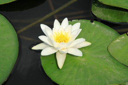 Water bloom nature